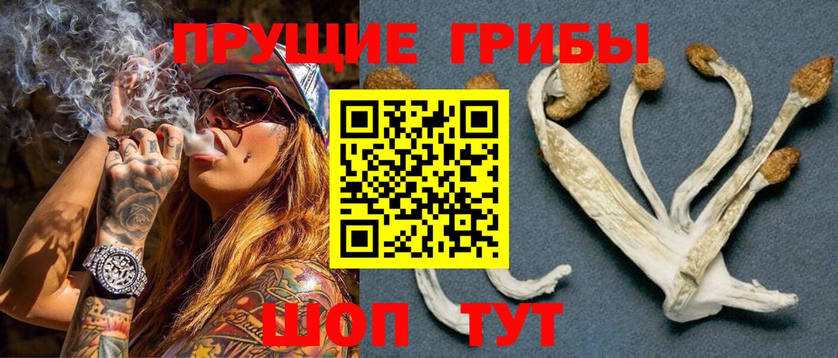 Галлюциногенные грибы Psilocybine cubensis Дзержинск